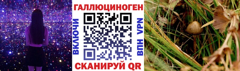 Галлюциногенные грибы Cubensis Шагонар